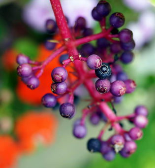  Acai bowls, acai smoothies - who doesn’t love acai berry? We’re raving over acai berry not just for the Gram, but also for its skin-loving benefits. Visit superfruit heaven with our antioxidant rich Acai Pulp Facial Scrub.