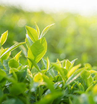 Green Tea Benefits for Summer Skin