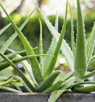  Aloe Vera in Skin Care and Makeup