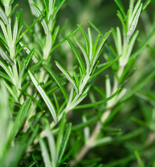  Rosemary-Based Dandruff Treatments