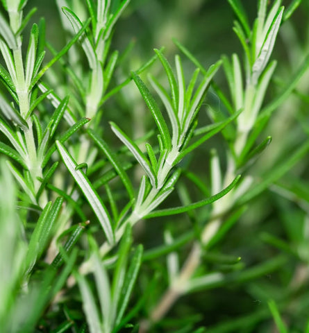 Blog Feed Article Feature Image Carousel: Rosemary-Based Dandruff Treatments 