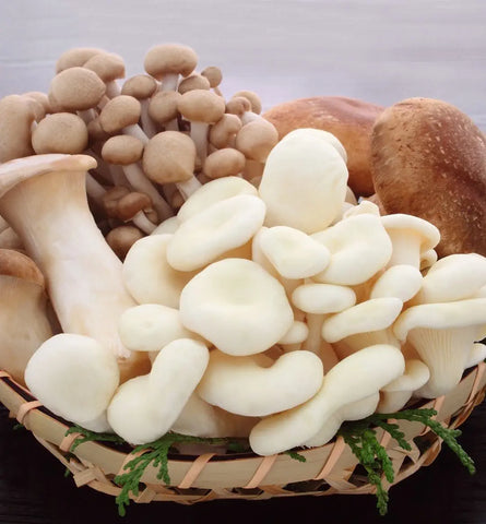 Blog Feed Article Feature Image Carousel: The Rise of Mushroom-Based Skincare 