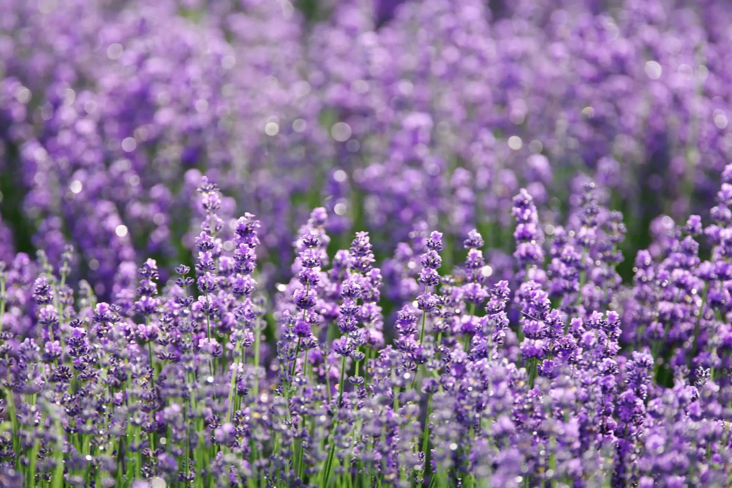 Lavender field